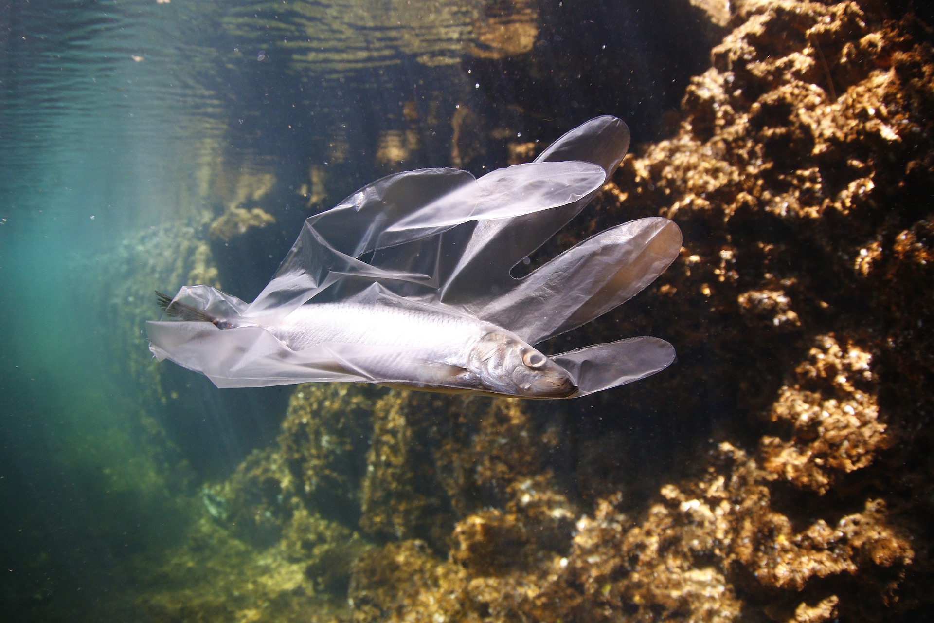 Fotografija pokazuje kako plastika u moru ugrožava ribe: Izvor: Pixabay